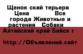 Щенок скай терьера › Цена ­ 20 000 - Все города Животные и растения » Собаки   . Алтайский край,Бийск г.